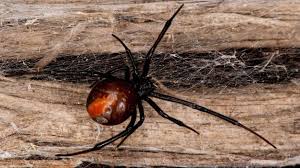 The female black widow spider bite is 15 times as toxic as the venom of the prairie rattlesnake. Bbc Earth Male Black Widows Smell Hungry Cannibal Females