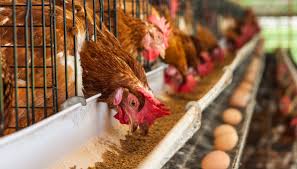 La avicultura en el Perú representa el 24.9% del valor bruto de la producción agropecuaria