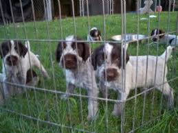 The current median price for all german wirehaired pointers sold is. German Wirehaired Pointer Puppies For Sale