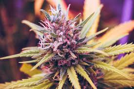 The infection caused by this fungus can reach up. Marijuana And The Spiritual Dimension Telepathy Tantra Meditation Astrology Horticulture Entheogens And The Cannabis Church Watkins Mind Body Spirit Magazine