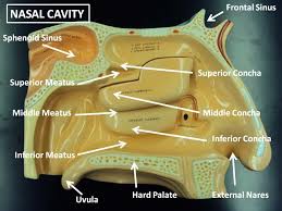 Adding the nasal cavity lengthens the vocal tract significantly. Nasal Cavity Labeled Anatomy Physiology Flickr