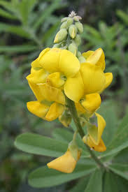 Image result for Crotalaria retusa