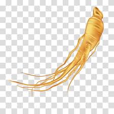 ginseng transparent background png cliparts free download hiclipart ginseng transparent background png