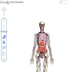 Google Body Browser Visite Du Corps Humain En 3d Le Corps Humain