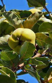 Care, pruning and planting must all follow good. Quince Tree Fruit Yellow Leaf Plant Part Plant Growth Piqsels