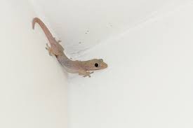 Pest control near me for lizards