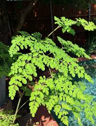 Image result for Moringa