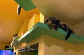 Maybe you would like to learn more about one of these? Zen By Cat House Of Nekko Catwalks
