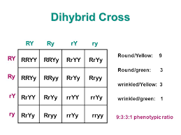 A dihybrid cross tracks two traits. When A Dihybrid Cross Is Fitted Into A Punnett Square With 16 Boxes The Maximum Number Of Different Phenotypes Available Are