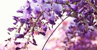 Check spelling or type a new query. Using Facebook For A Death Announcement Funeralocity