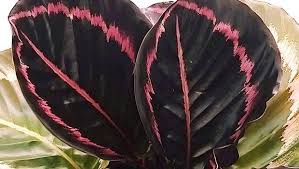 Questa pianta d'appartamento prende il nome dalle foglie rosso vivo. Piante Viola Per La Casa