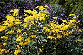 Image result for Rudbeckia laciniata