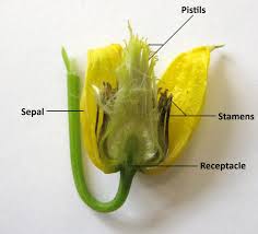 Image result for Ranunculaceae