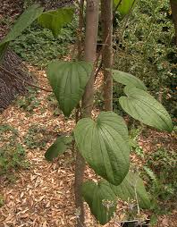 Image result for Dioscoreaceae