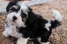 Black And White Havanese Puppy For Sale Irish Pied Havanese Black Pied Havanese Puppy Boy Maxwell Tri Color Black White And Tan Havanese Puppies Havanese Puppies