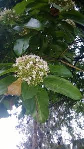 Image result for Volkameria glabra