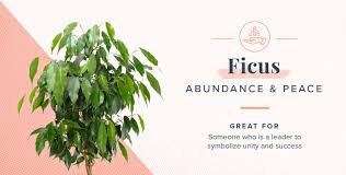 We did not find results for: Plant Symbolism Guide 31 Plants For Every Personality Proflowers Blog