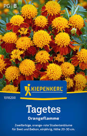 Image result for Tagetes patula
