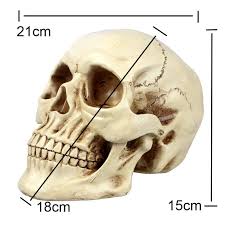 Maybe you would like to learn more about one of these? Resin Art Human Skull Replica Teaching Model Medical Realistic 1 1 Adult Size Li Party Bestbuy Online Store