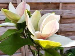 Image result for magnolie sunsation