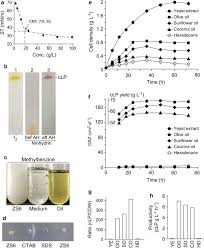 A Novel Serratia Sp Zs6 Isolate Derived From Petroleum Sludge Secretes Biosurfactant And Lipase In Medium With Olive Oil As Sole Carbon Source Springerlink