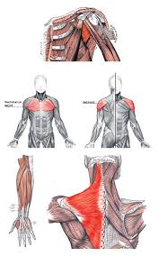 Lateral lip of intertubercular groove of humerus action: Skeletons Sex And Gender Women Working In Sala Silver Mine Salberget Humanistportalen