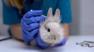 Image result for scabies rabbits ears