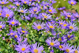 Maybe you would like to learn more about one of these? 15 Purple Perennials Urban Garden Gal