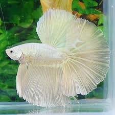 Gorgeous Light Gold Halfmoon Male Betta Show Betta Live Food Included Kucing Lucu Kucing