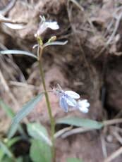Image result for Hyparrhenia cymbaria