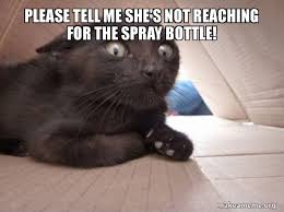 Updated daily, for more funny memes check our homepage. Please Tell Me She S Not Reaching For The Spray Bottle Schitzo Cat Make A Meme