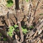 Image result for Tetradenia urticifolia