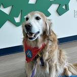 Therapy Dogs for Adults