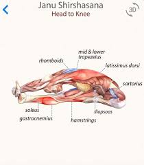 Janusirsasana Yoga Anatomy Yoga Muscles Learn Yoga