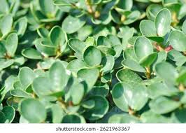 Image result for Fuirena microcarpa