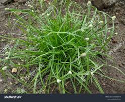 Image result for Rhynchospora corymbosa