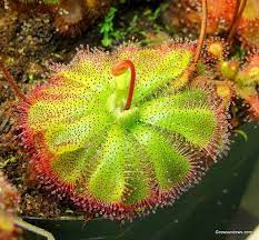 Carnivorous Sundew Plant Drosera Admirabilis Sundew Plant Weird Plants Plants