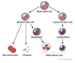 How long can you live with myelodysplastic syndrome. Myelodysplastic Syndromes Treatment Pdq Patient Version National Cancer Institute