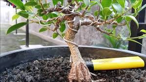 5 Langkah Mudah Menanam Bonsai Beringin