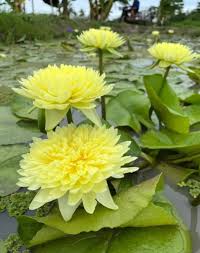 Image result for Nymphaea cf. mexicana