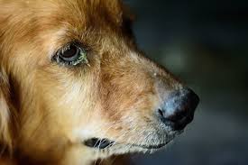 Ringworm is a fungal infection, which is characterized. Eye Inflammation Blepharitis In Dogs Small Door Veterinary