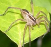 The color pattern is quite variable. Urban Spider Chart Entomology