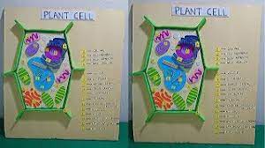 Plant Cell Model For Students Plant Cell 3d Model School Project For Students The4pillars Youtube