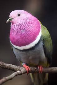 Birds For Sale In Ohio Pink Headed Fruit Dove Available Now At Thefinchfarm Com Pet Birds Birds For Sale Doves