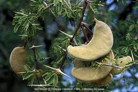 Image result for Acacia eriocarpa
