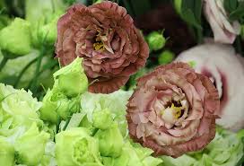 See what our customers love and keep coming back to. Home Burwood Nurseries