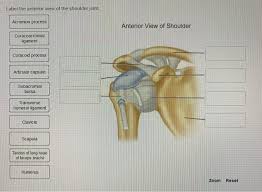 In wearable robot research, therefore, soft materials and tendon transmissions have been utilized to make robots compact and adaptable to the human body. Label The Anterior View Of The Shoulder Joint Chegg Com