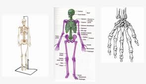 How many types of bones are there? The Skeletal System Is A System That Acts Like Protection Bones Make Up The Axial Skeleton 835x445 Png Download Pngkit