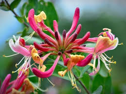 See more ideas about june birth flower, birth flowers, birth month. Top 25 Birth Month Flowers And Their Meanings With Pictures