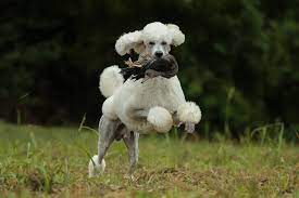 Your standard poodle's coat needs to be trimmed, shampooed, and brushed frequently. Poodles 10 Fun Facts About This Smart Stylish Dog Breed